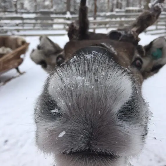 Bedrijfsuitje Lapland 1